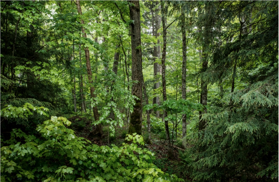 Green forest image