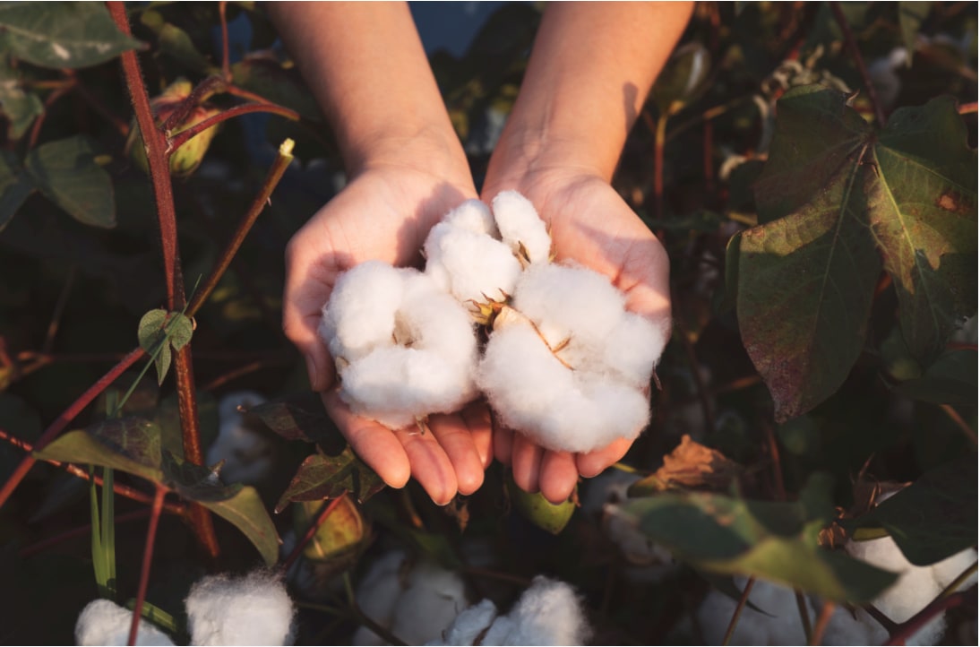 Hands holding cotton