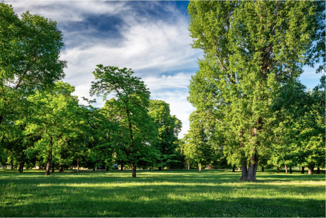 Grassy plain with trees