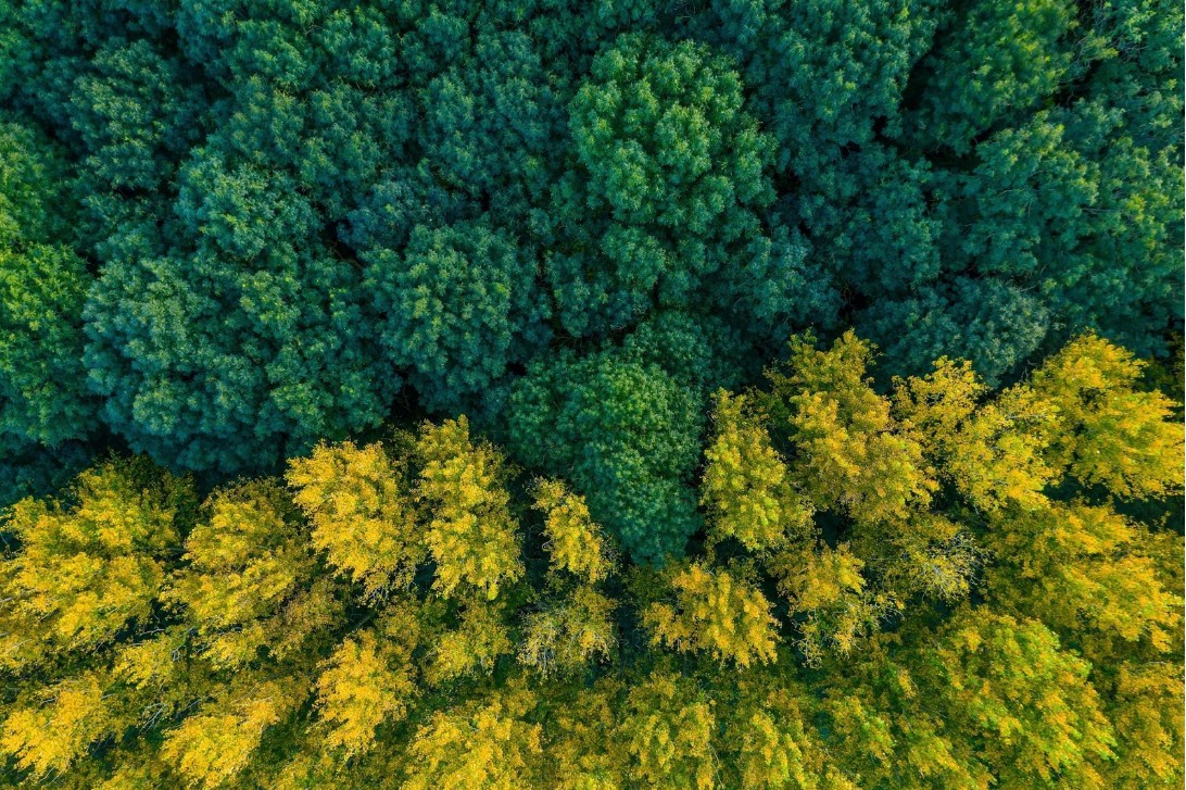 Overhead view of a forest