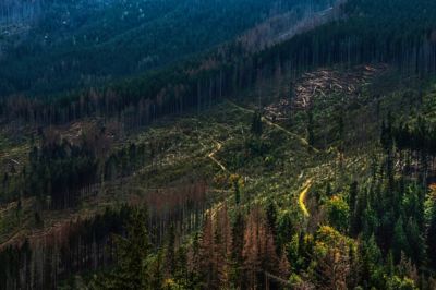 Damaged forest